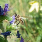 Une habitante de Heudelet26