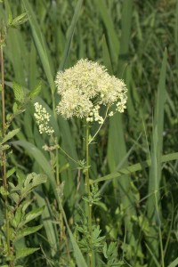 Herbier du lac Kir