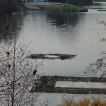 Visite des poules d'eau sur le petit îlot