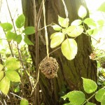 Mangeoire installée dans les arbres