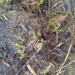 Des rhizome d'iris des marais reprennent vie après l'hivers.