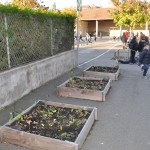 jeunes plantules issues de la plantation de graines