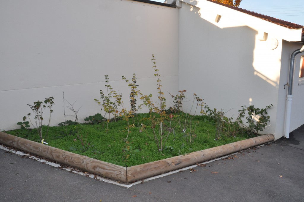 jeunes plants d'essences locales, fourni gracieusement par Botanic
