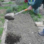 Incorporation du compost au jardin