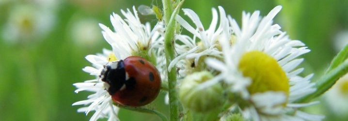 habitant de heudelet26