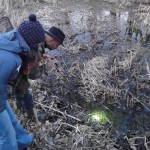 pas évident de percevoir les frêles silhouettes à travers l'eau et les feuilles mortes