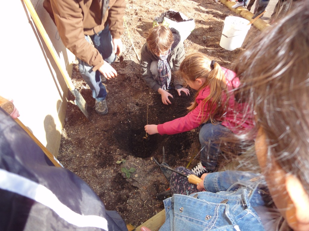 Premier plant de la classe de CM1