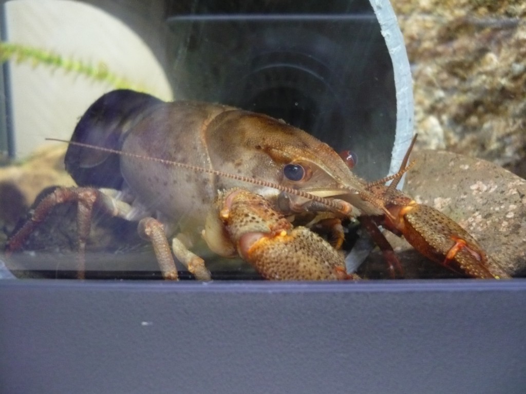 Cachette
